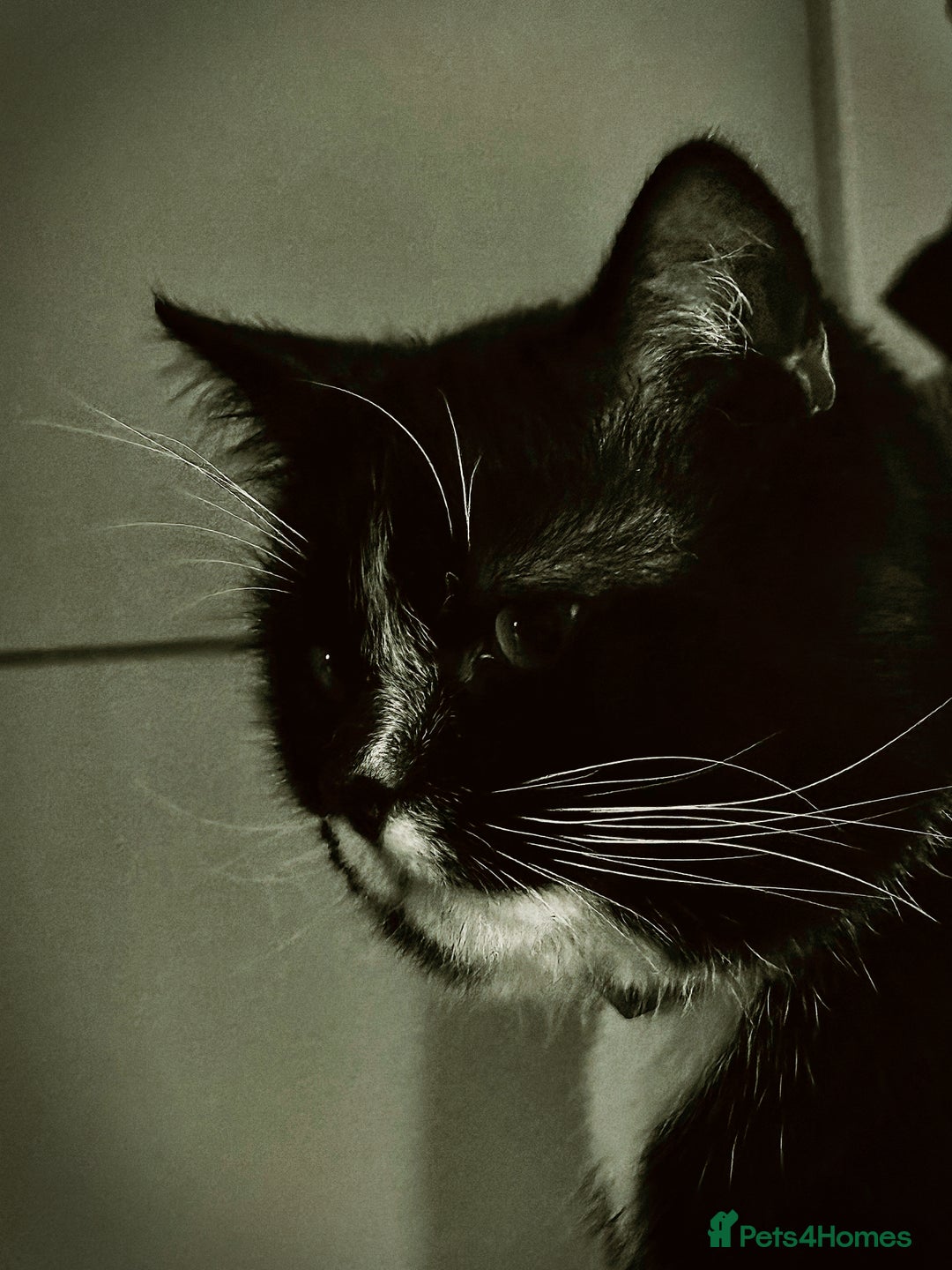 American Shorthair cats for sale: Year Old Male Tuxedo - Dwizzle - Image 6