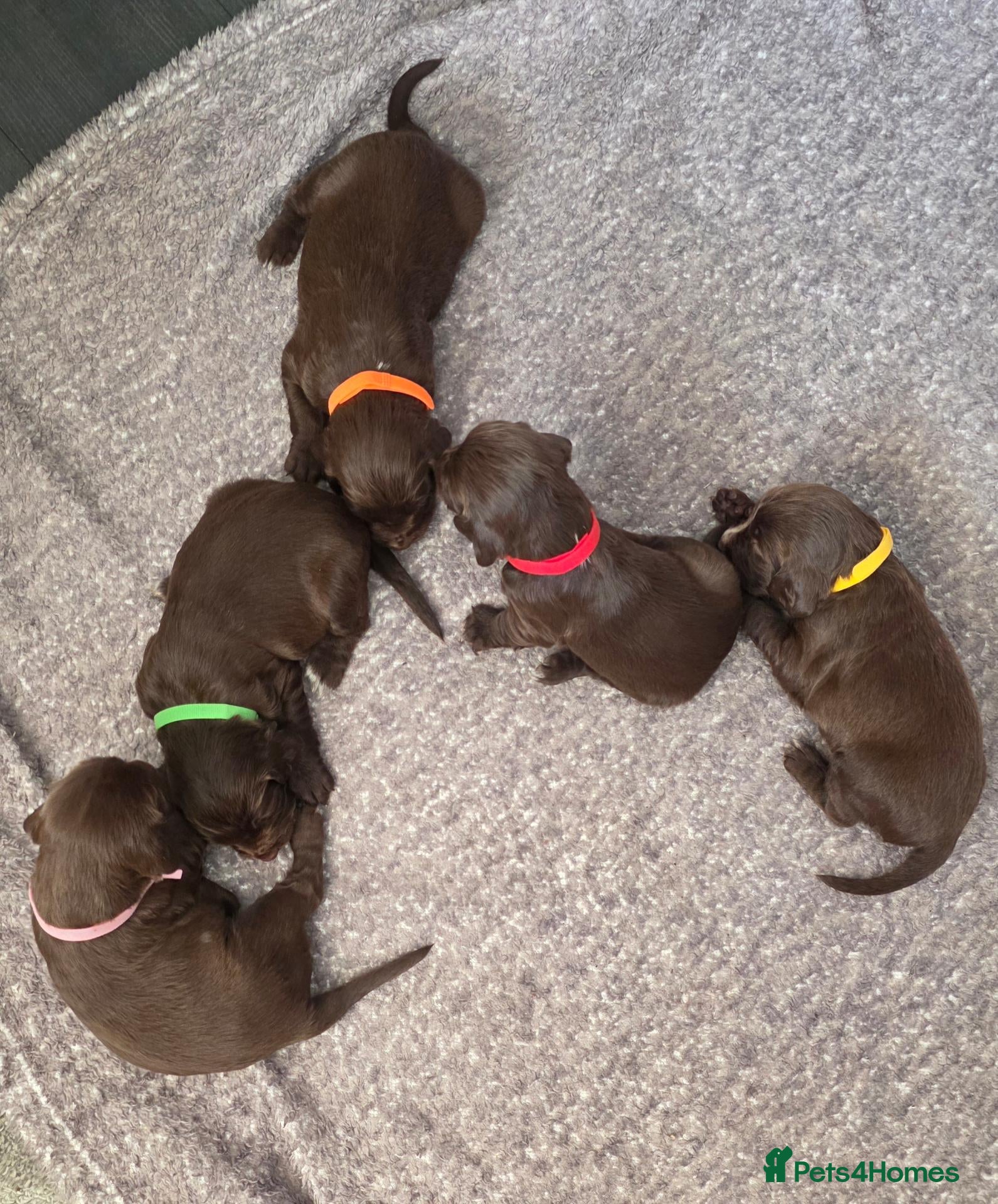 Sprocker dogs Sprocker spaniel puppies  - Advert 3