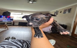 Staffordshire Bull Terrier dogs for sale: Female Staffies  - Image 4