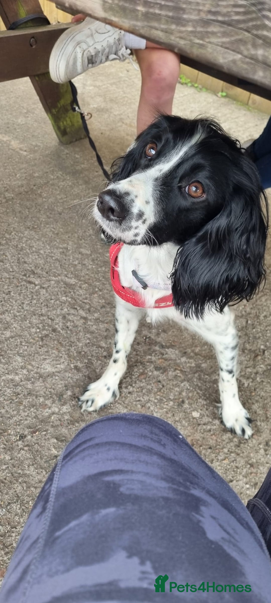 English Springer Spaniel dogs for sale: ✨ KC Registered Springer Spaniel Puppies ✨ - Advert 7