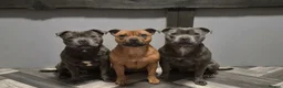 Staffordshire Bull Terrier dogs for sale: Staffordshire bull terriers - Advert 9