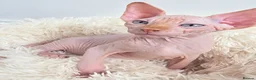 Sphynx cats for sale: Beautiful Canadian Sphynx Kittens Available 💎 - Advert 31