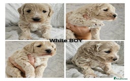 Mini Goldendoodle dogs for sale: Toy Golden Doodles ~ Mini, Loving & Hypoallergenic - Image 8