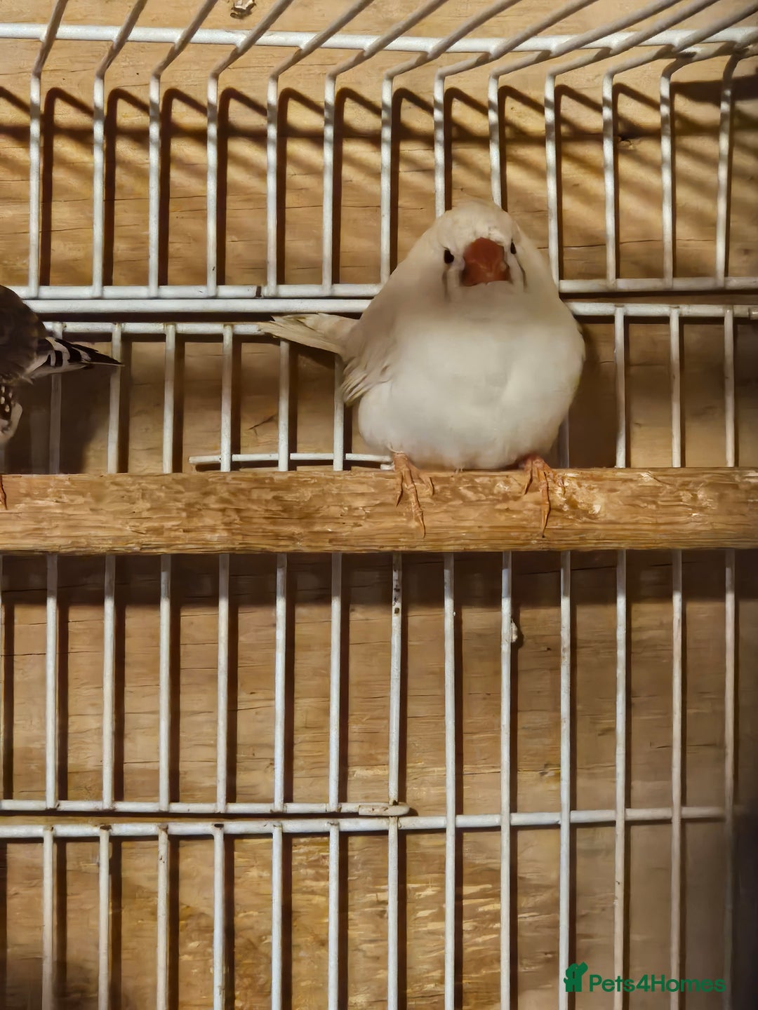 Finches birds for sale: Greenfinch, Bengalese Finches & Zebra Finches - Image 9