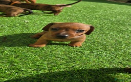 Miniature Dachshund dogs for sale: Miniature dachshund KC registered  - Image 13