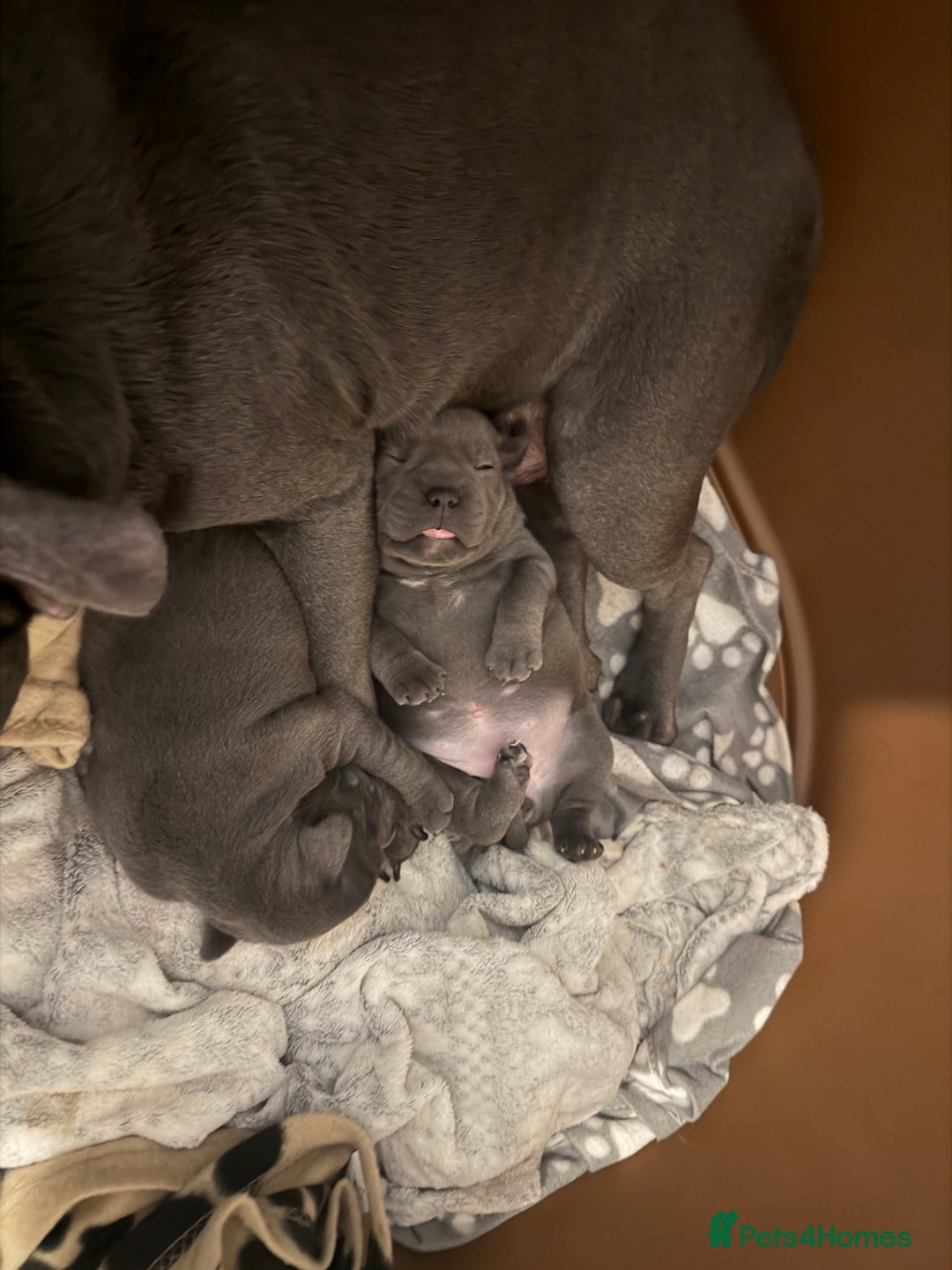 Staffordshire Bull Terrier dogs for sale: KC REGISTERED ‘KING FURY’ PUPS - Advert 5