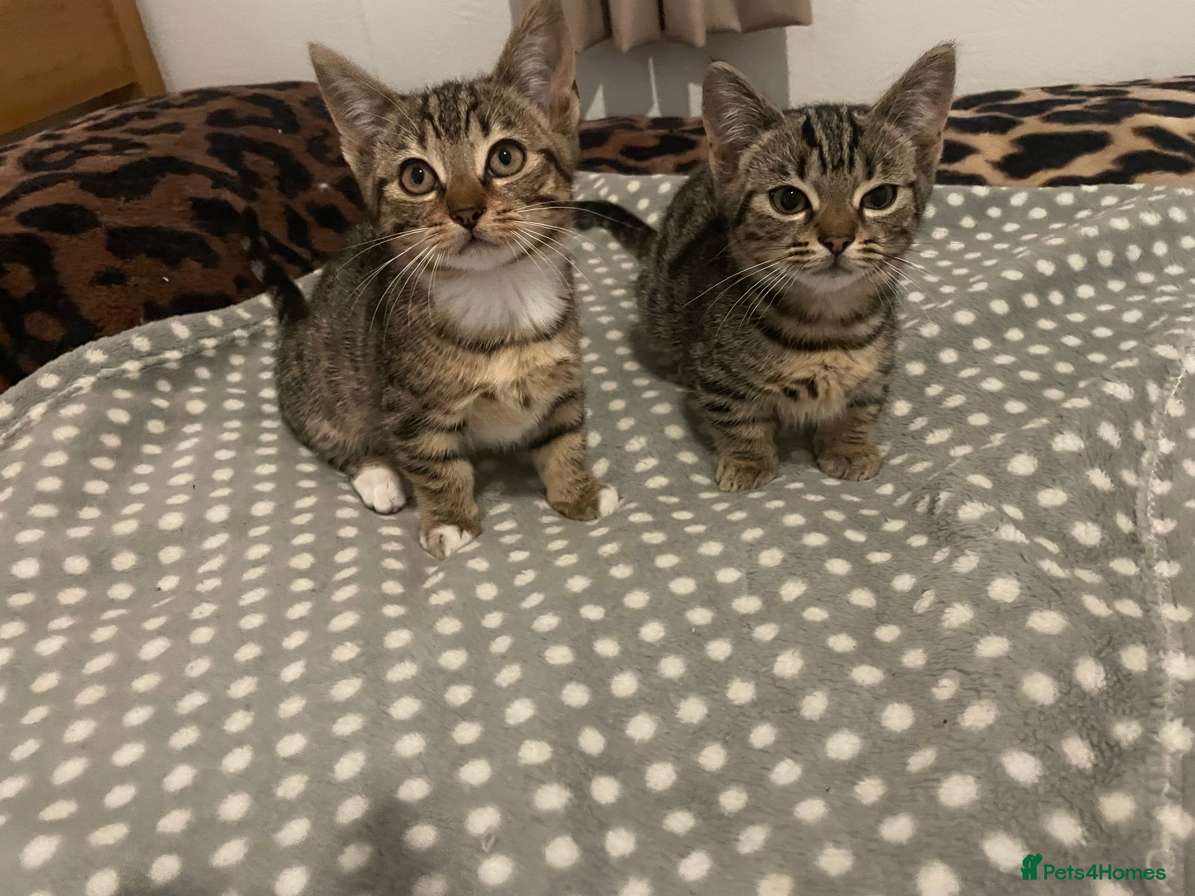 Munchkin cats Beautiful Bengal Tabby Munchkin Kittens for sale  - Advert 14