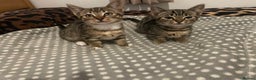 Munchkin cats for sale: Beautiful Bengal Tabby Munchkin Kittens for sale  - Advert 1