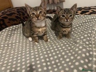 Munchkin cats Beautiful Bengal Tabby Munchkin Kittens for sale - Advert 6