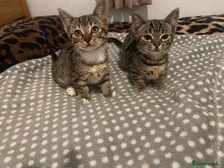 Munchkin cats Beautiful Bengal Tabby Munchkin Kittens for sale - Advert 9