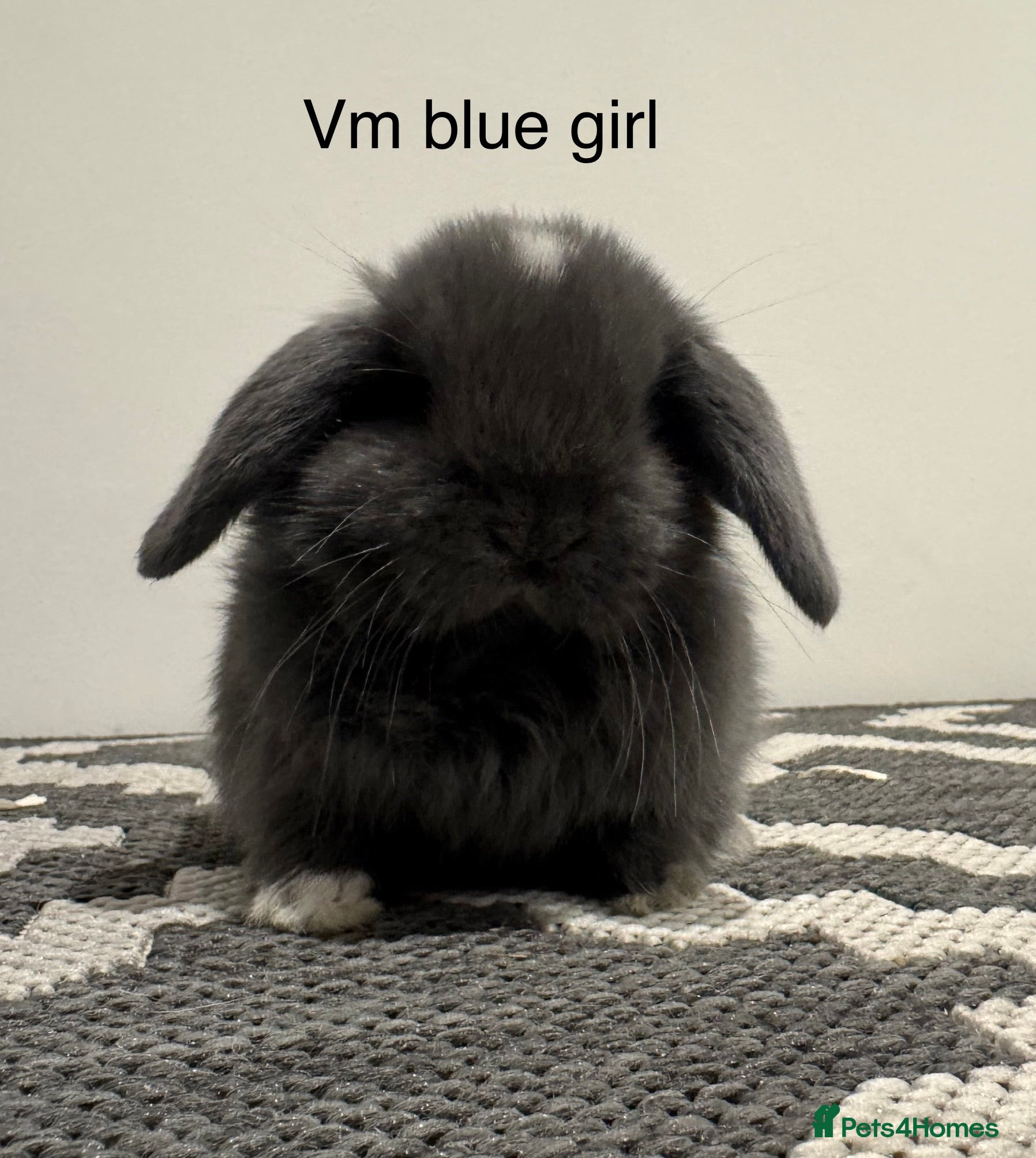 Mini Lop rabbits ⭐️mini lops ready to reserve⭐️ - Advert 1