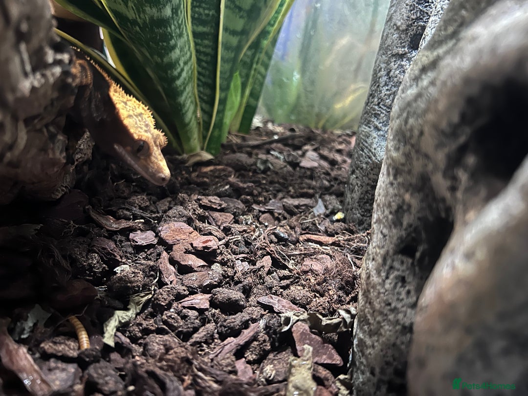 Gecko reptiles for sale: Two crested geckos  in Dunmow - Image 2