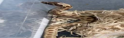 Snake reptiles for sale: Hognose’s available now 🐍🐍 Conda Quad hets - Advert 3