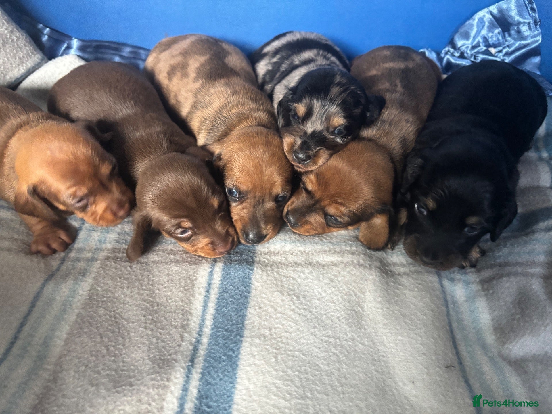 Dachshund dogs Miniature dachshund - Advert 1