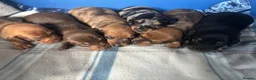 Dachshund dogs for sale: Miniature dachshund - Advert 1