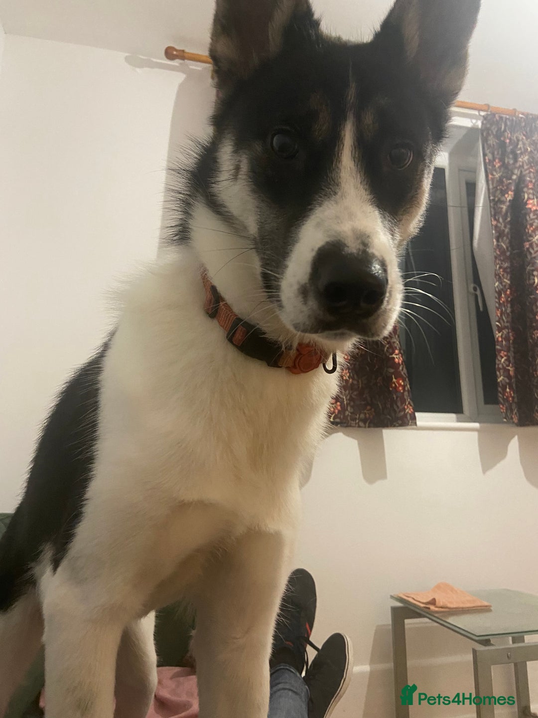 Huskita dogs for sale: Loving and affectionate Huskita  - Image 6