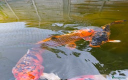 Pond Fish fish for sale: 3 Coin Carp + 1 Ghost Decent Sizes - Image 6
