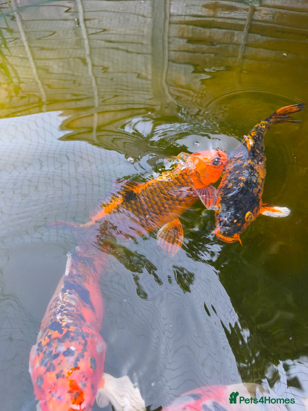 Pond Fish fish for sale: 3 Coin Carp + 1 Ghost Decent Sizes - Image 6