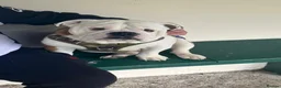 English Bulldog dogs for sale: Duke  - Advert 4