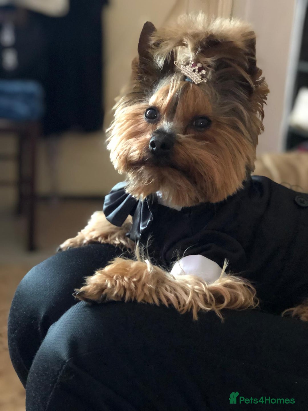 Yorkshire Terrier dogs for sale: Miniature Yorkshire terrier  - Advert 4