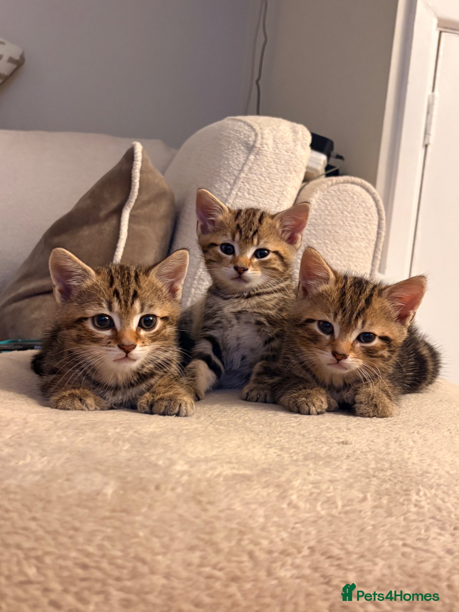 Mixed Breed cats Beautiful Tabby Kittens - Advert 2