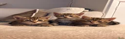 Mixed Breed cats for sale: Beautiful Tabby Kittens - Advert 1