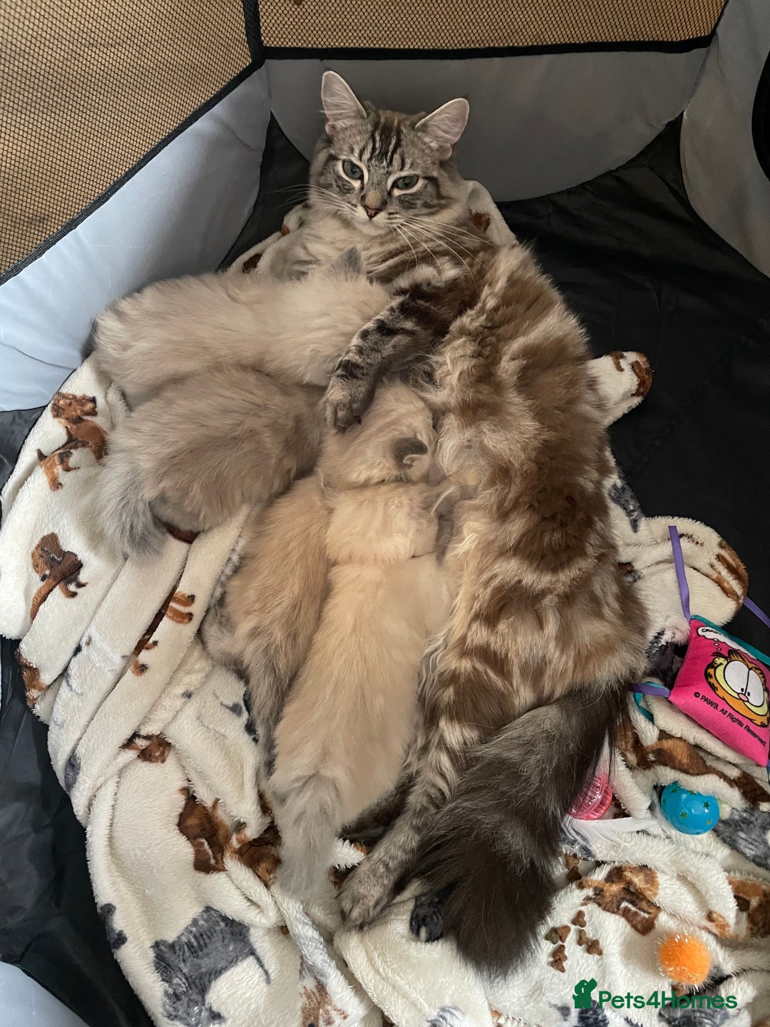 Ragdoll cats for sale: Ragdoll kittens   in Southampton - Image 11