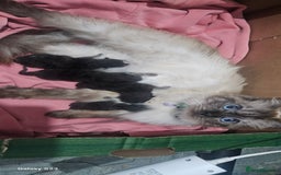 Ragdoll cats for sale: Ragdoll cross kittens  - Image 6