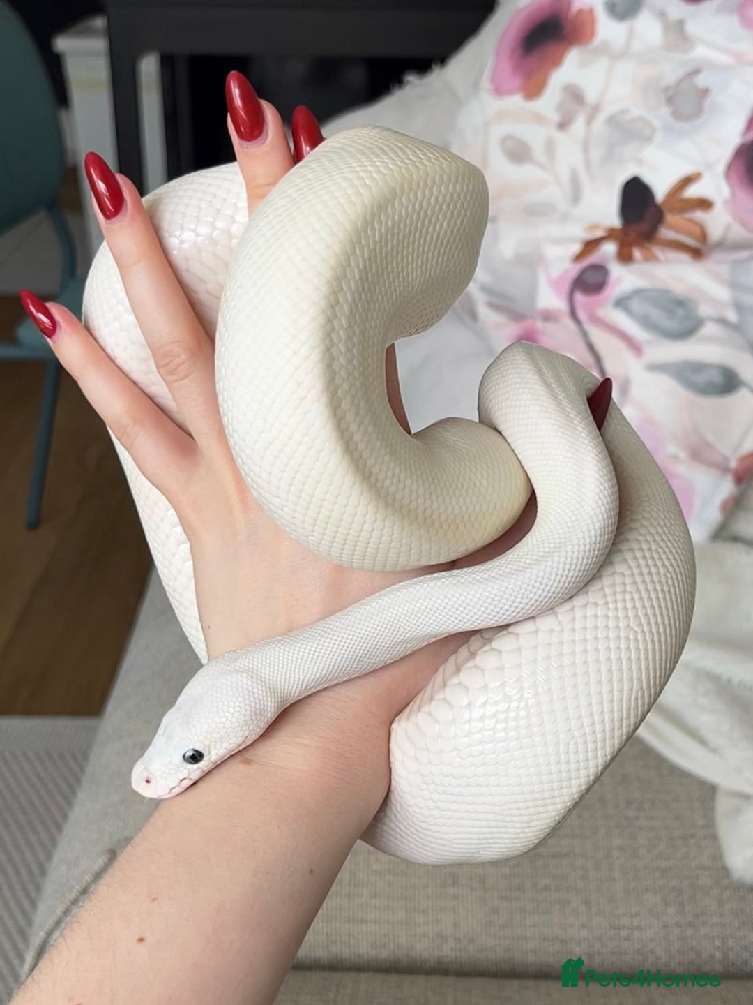 Python Snake reptiles for sale: Blue Eyed Lucy Female Python + Setup - Image 1