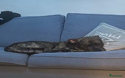 Mixed Breed dogs for sale: Marley - Image 6