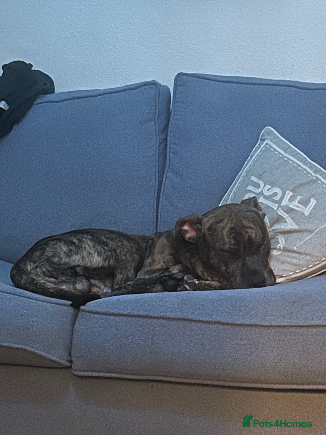 Mixed Breed dogs for sale: Marley - Image 6