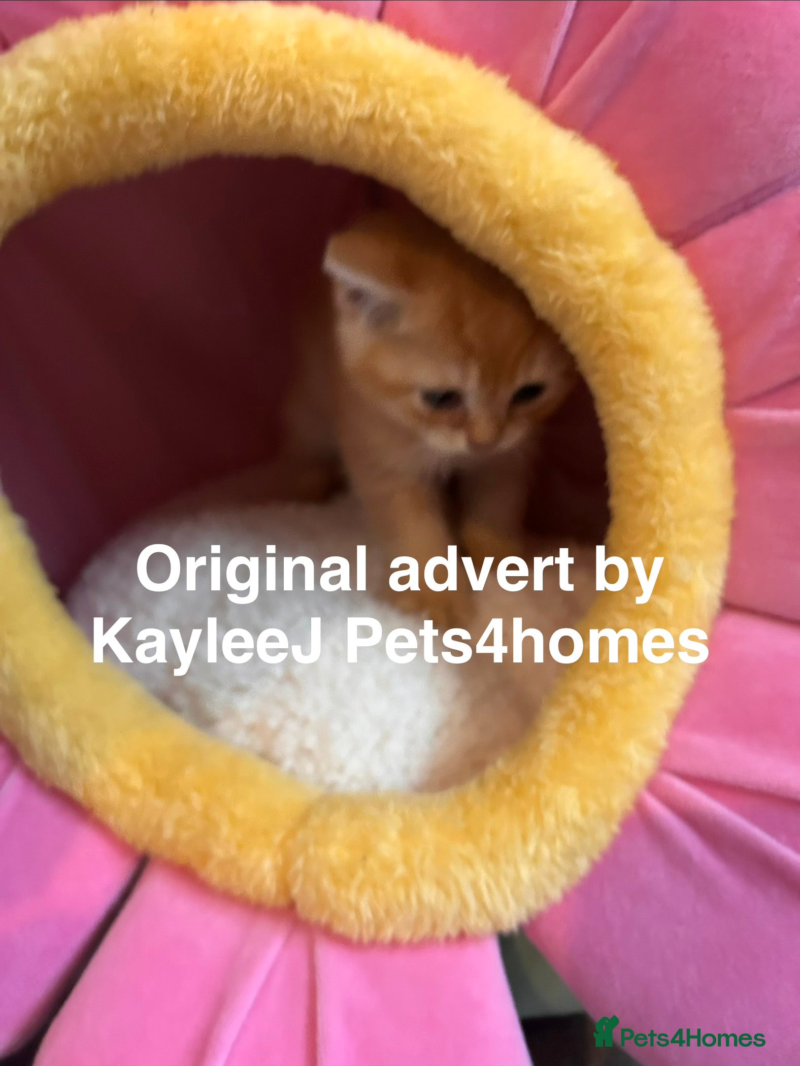 British Shorthair cats GCCF Registered British Shorthair Kittens Golden🌟 - Advert 2