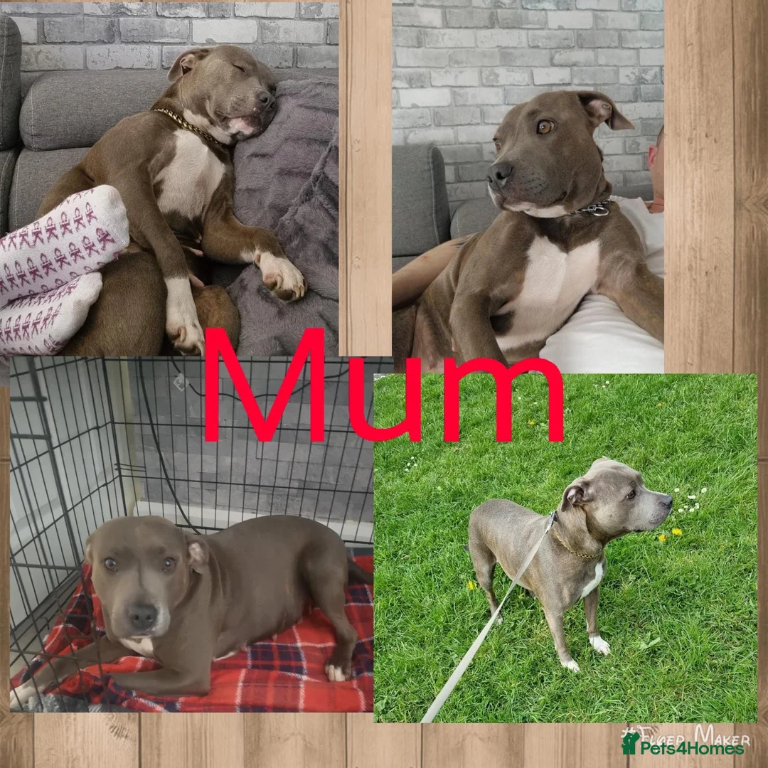 Staffordshire Bull Terrier dogs for sale: Staffy puppy for sale - Advert 9