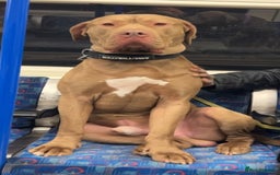 American Bulldog dogs for sale: American bulldog mastiff bloodline puppies  - Image 3