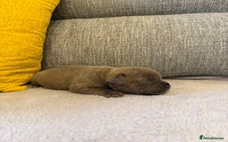 Staffordshire Bull Terrier dogs for sale: 7 BEAUTIFUL STAFFY PUPS SIRED BY CH FIGO - Image 2