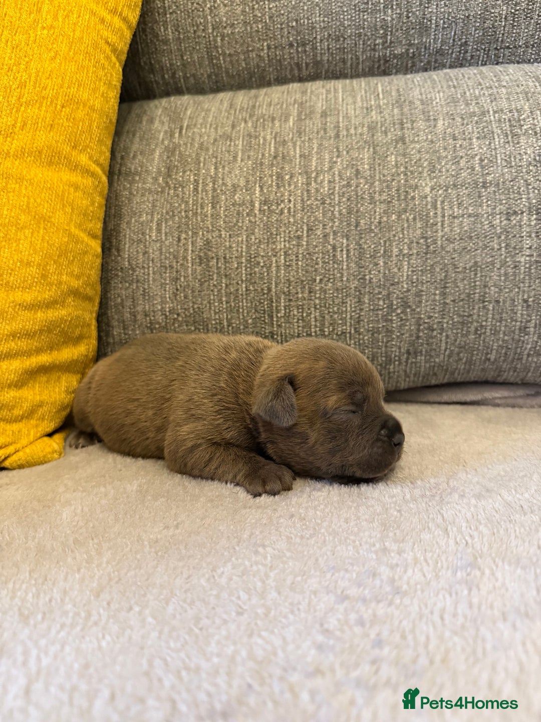 Staffordshire Bull Terrier dogs for sale: 7 BEAUTIFUL STAFFY PUPS SIRED BY CH FIGO - Image 2