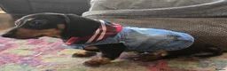 Miniature Dachshund dogs for sale: Little Man - Advert 10