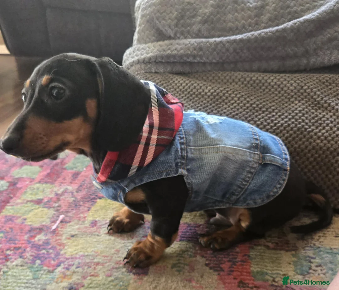 Miniature Dachshund dogs for sale: Little Man - Advert 10