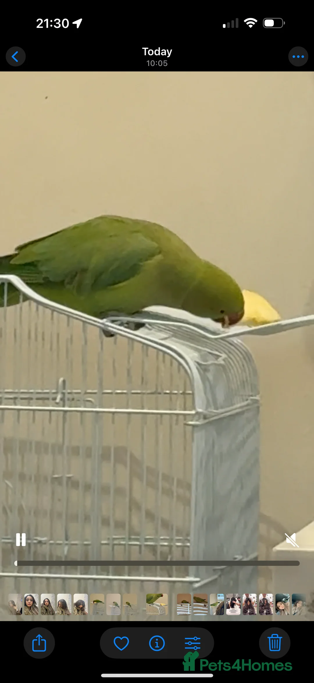 Parrots birds for sale: 7 months boy Indian ring neck bought 3 months ago - Advert 2