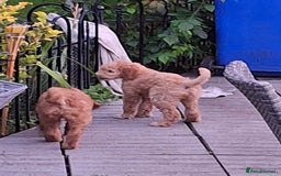 Standard Poodle dogs for sale: Standard poodle male pup apricot  - Image 21