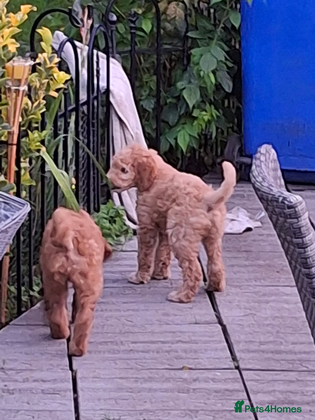 Standard Poodle dogs for sale: Standard poodle male pup apricot  - Image 21