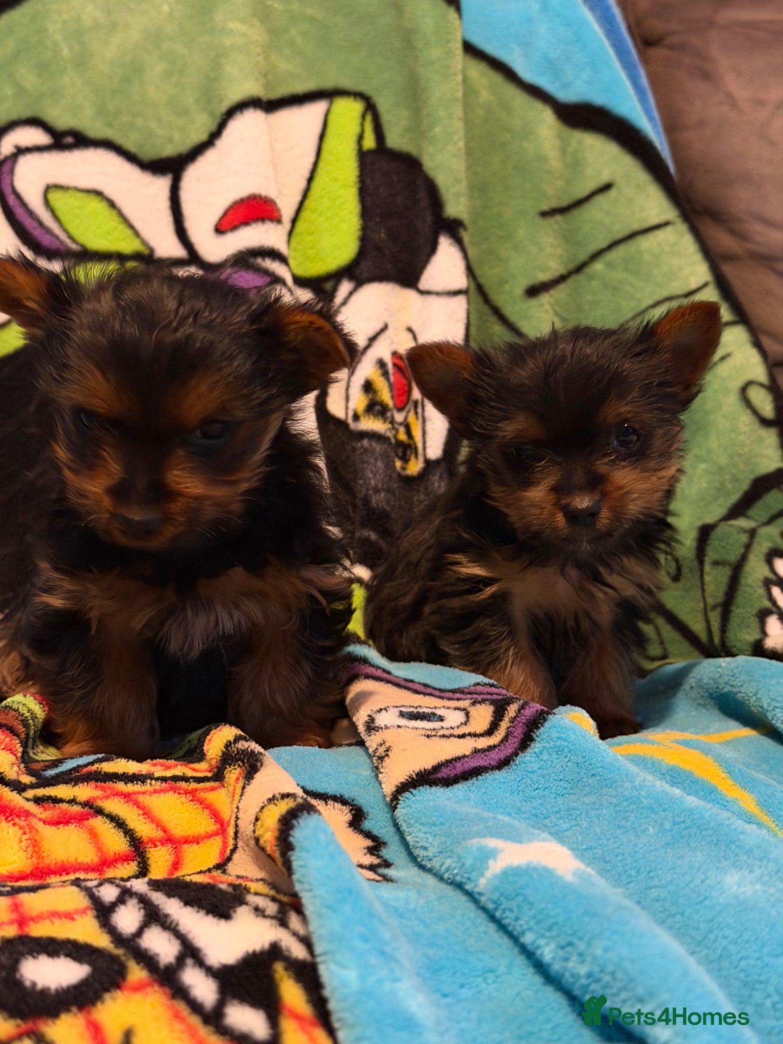 Yorkshire Terrier dogs for sale: yorkshire terrier puppies  in Leicester - Advert 4
