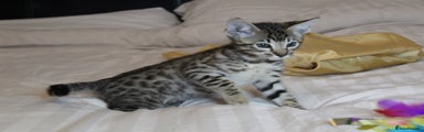Savannah Kitten 1