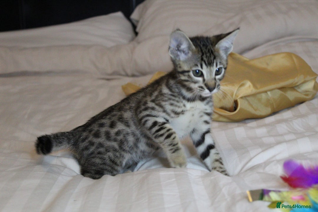 Savannah cats for sale: Stunning Davannah kittens - Advert 25