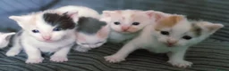 Mixed Breed cats for sale: 11 Adorable kittens 🐾 in Birmingham - Advert 4