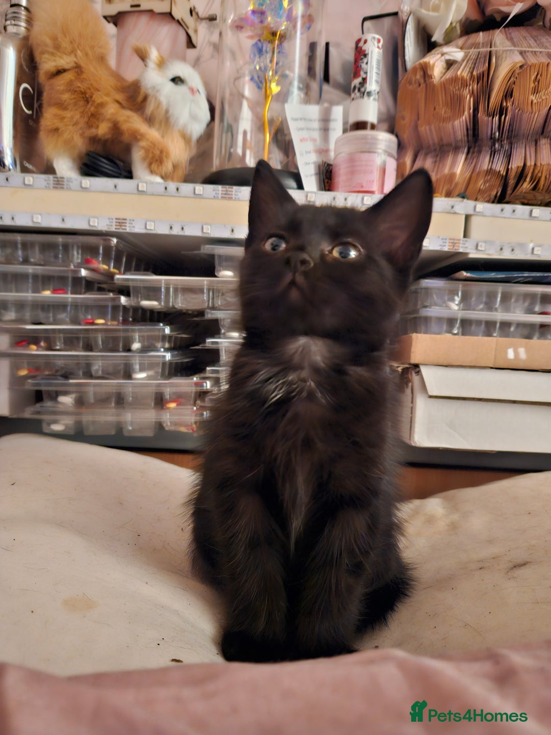 Domestic Shorthair cats for sale: 2 Female kittens ready for there forever home. - Image 5