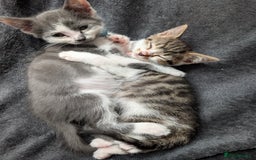Brazilian Shorthair cats for sale: 2x 13 weeks kittens British shorthair  - Image 1