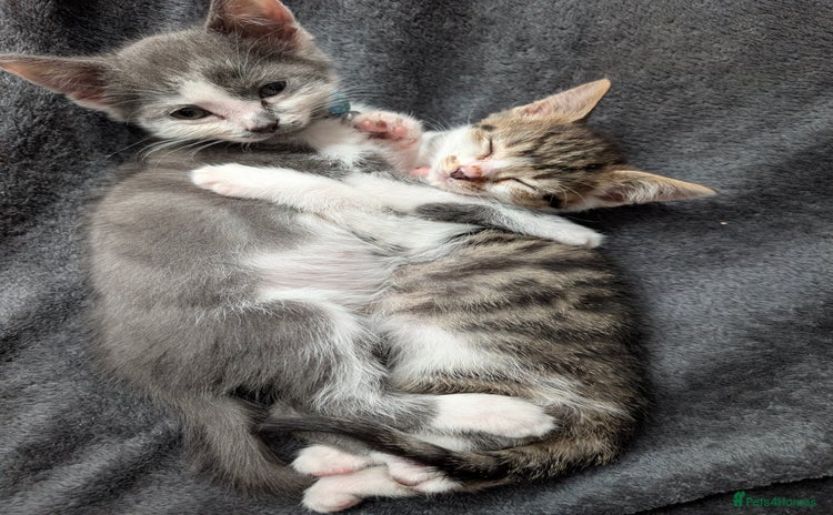 Brazilian Shorthair cats - Advert 1