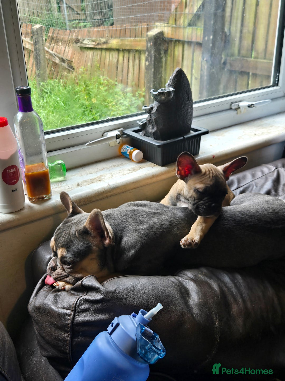 French Bulldog dogs for sale: Rare Sable Frenchie–Raised Right & Ready Now! 🍼🐾 in Preston - Image 15