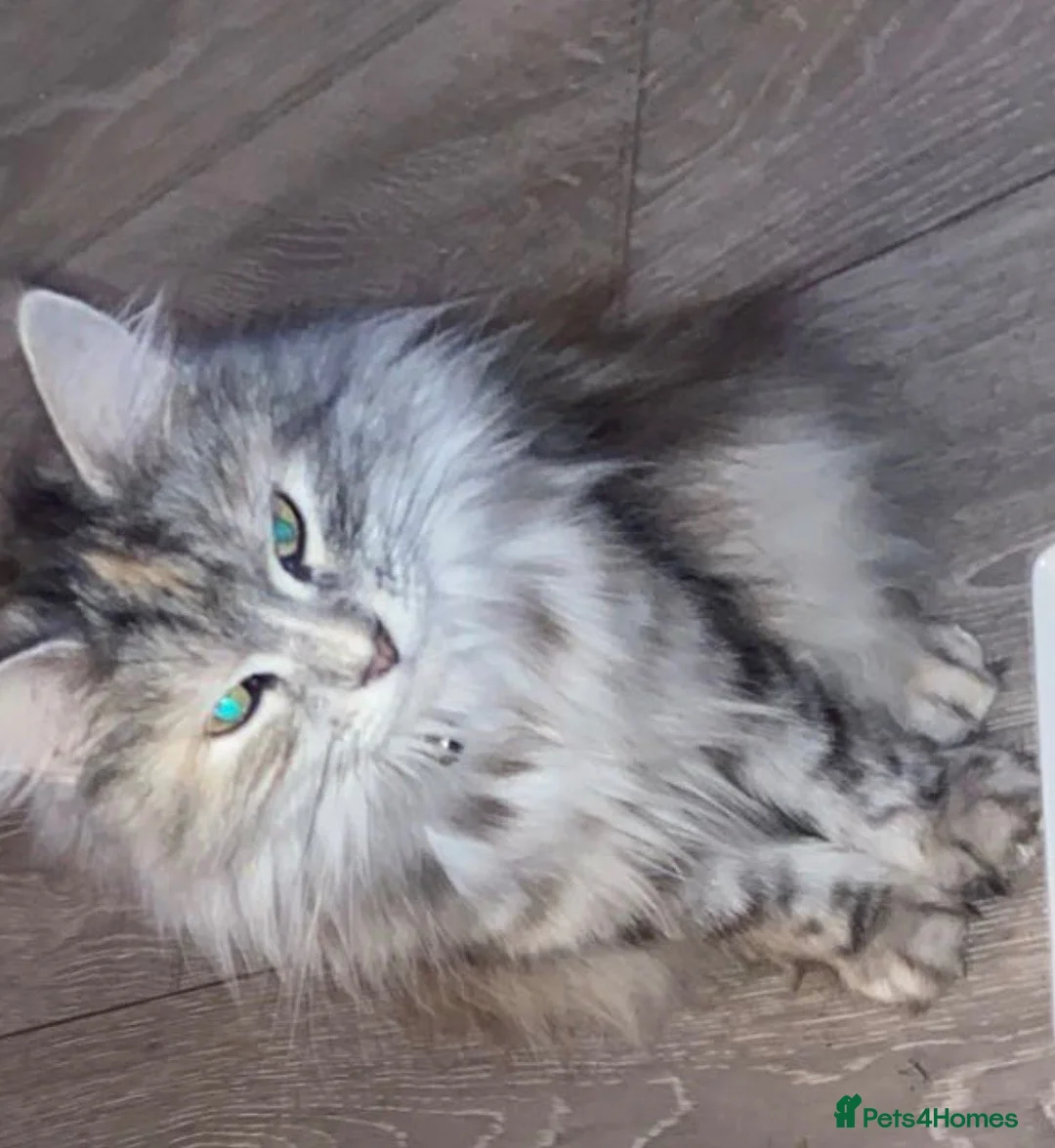 Mixed Breed cats for sale: Half Maine coon kitten for sale!  in Bristol - Advert 5